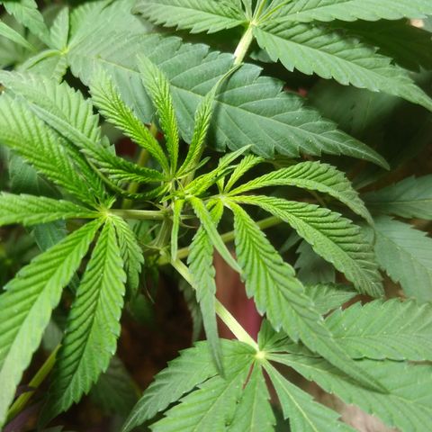 Milk-shake  growlog timeline photo