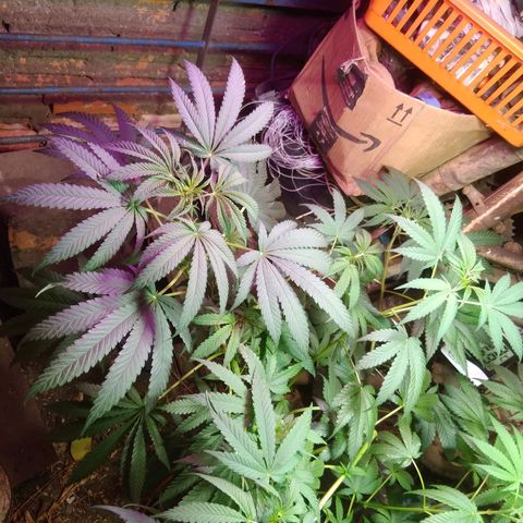 Milk-shake  growlog timeline photo
