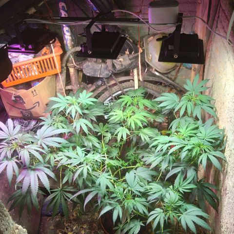 Milk-shake  growlog timeline photo