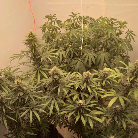 Colômbia kkau  growlog timeline photo