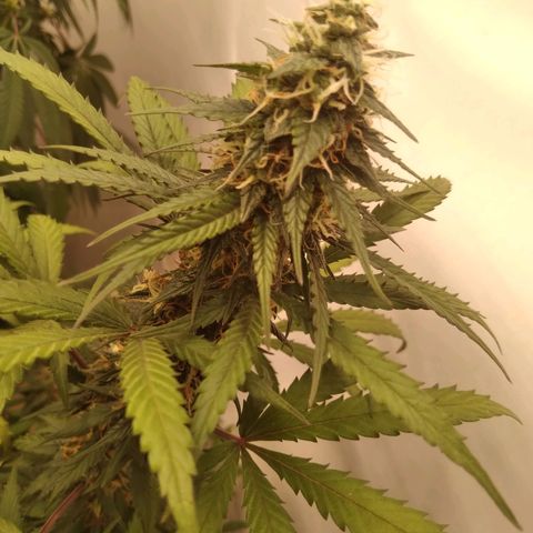 Colômbia kkau  growlog timeline photo