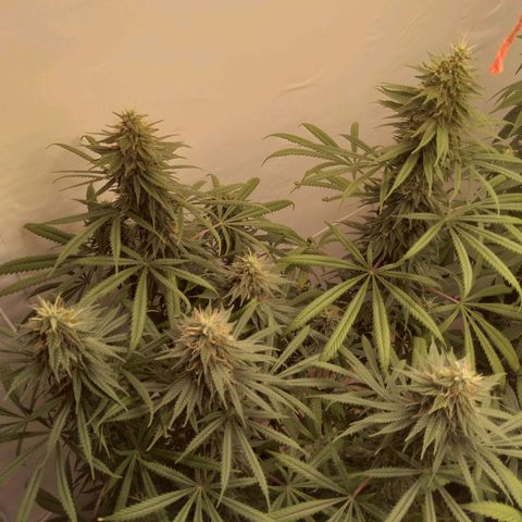 Strawberry banana kush  growlog timeline photo