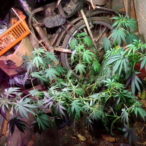 Milk-shake  growlog timeline photo