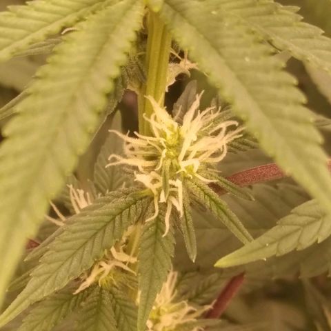 Limonada de Manga growlog timeline photo