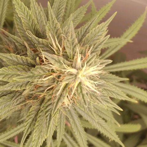 Strawberry banana kush  growlog timeline photo