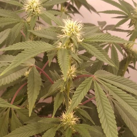 Limonada de Manga growlog timeline photo
