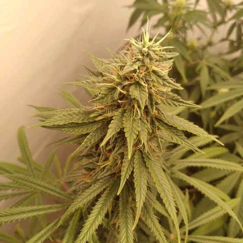 Strawberry banana kush  growlog timeline photo