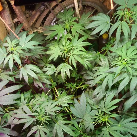 Milk-shake  growlog timeline photo