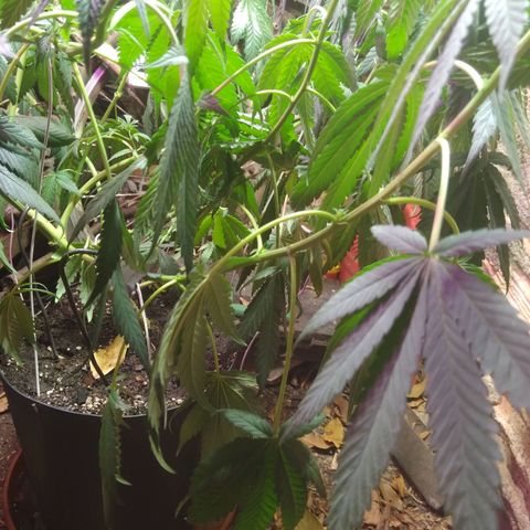 Milk-shake  growlog timeline photo