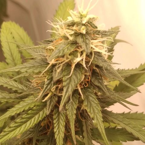 Colômbia kkau  growlog timeline photo