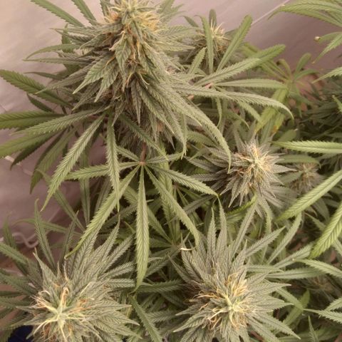 Strawberry banana kush  growlog timeline photo