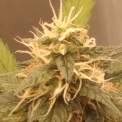 Colômbia kkau  growlog timeline photo