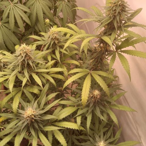 Colômbia kkau  growlog timeline photo