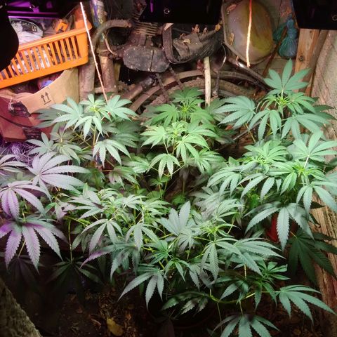 Milk-shake  growlog timeline photo