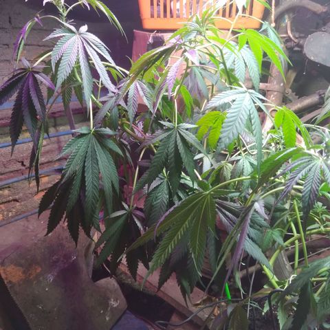Milk-shake  growlog timeline photo