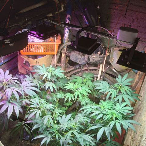 Milk-shake  growlog timeline photo