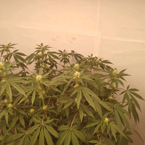 Limonada de Manga growlog timeline photo