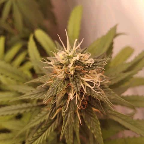 Colômbia kkau  growlog timeline photo