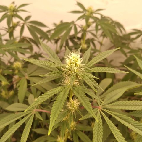 Limonada de Manga growlog timeline photo