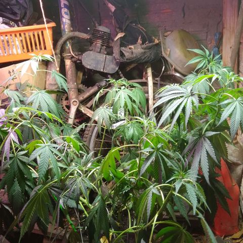 Milk-shake  growlog timeline photo