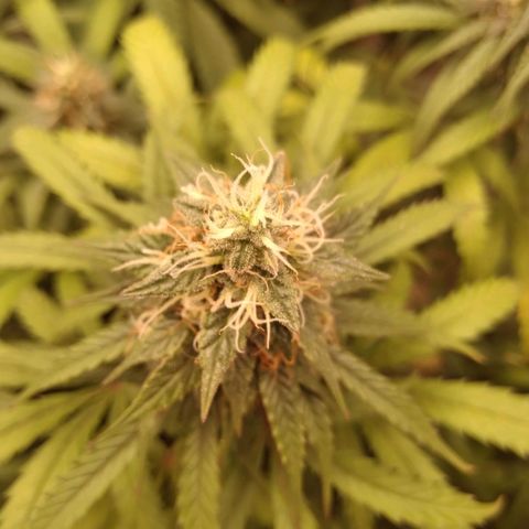 Colômbia kkau  growlog timeline photo