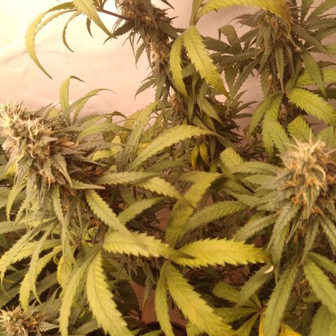 Colômbia kkau  growlog timeline photo