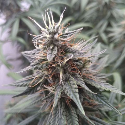 Strawberry banana kush  growlog timeline photo