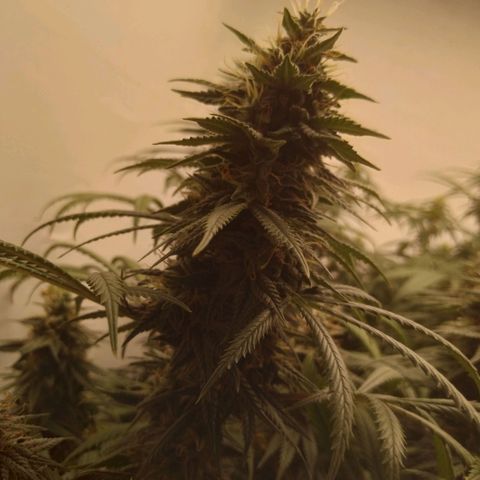 Strawberry banana kush  growlog timeline photo