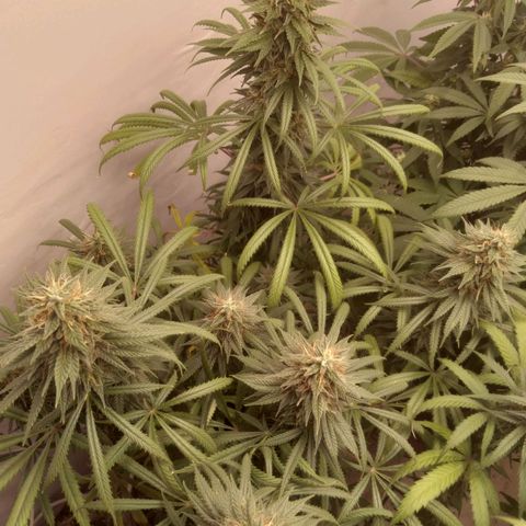 Strawberry banana kush  growlog timeline photo