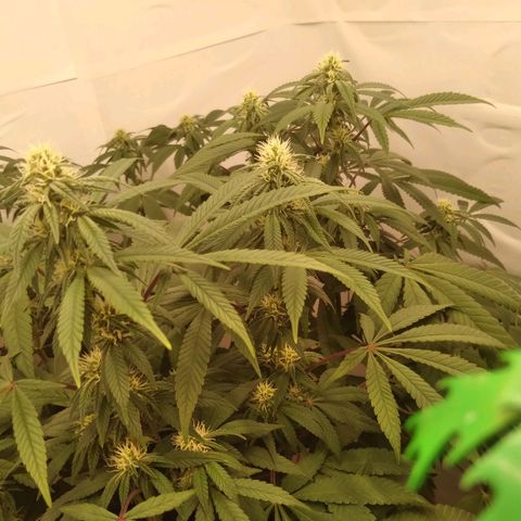 Limonada de Manga growlog timeline photo