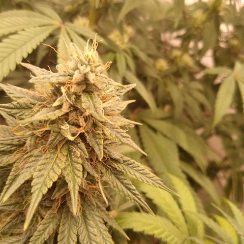 Strawberry banana kush  growlog timeline photo