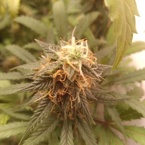 Colômbia kkau  growlog timeline photo