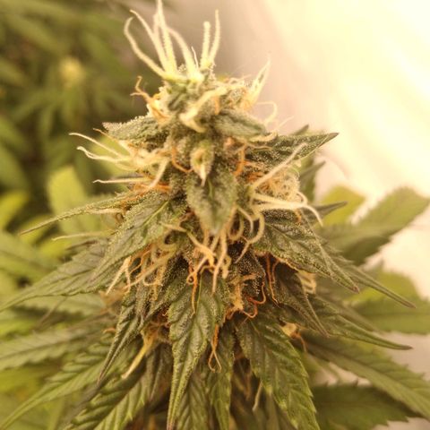Colômbia kkau  growlog timeline photo