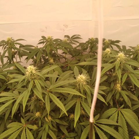 Limonada de Manga growlog timeline photo