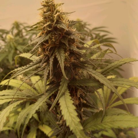 Colômbia kkau  growlog timeline photo