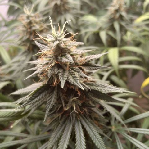Strawberry banana kush  growlog timeline photo