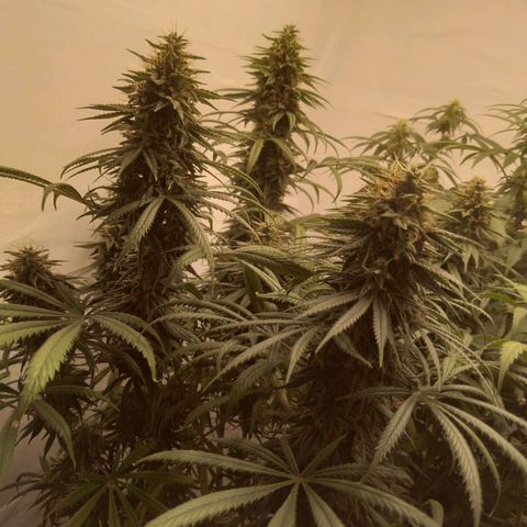 Strawberry banana kush  growlog timeline photo