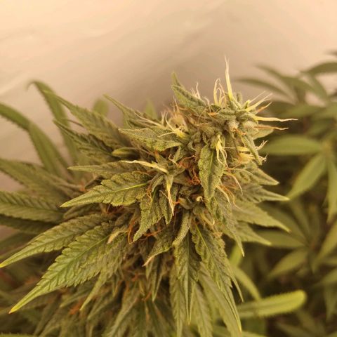 Strawberry banana kush  growlog timeline photo