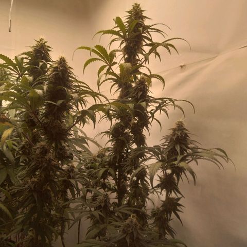 Colômbia kkau  growlog timeline photo