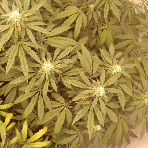 Limonada de Manga growlog timeline photo