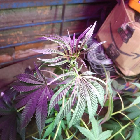 Milk-shake  growlog photo: 1 dia de flora 8:25