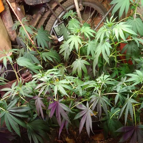 Milk-shake  growlog photo: 1 dia de flora 8:25