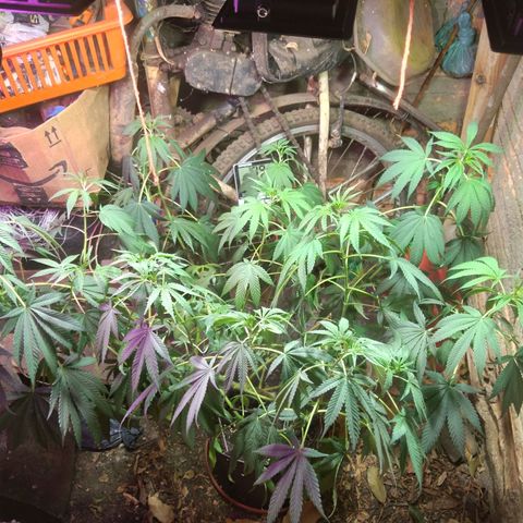 Milk-shake  growlog photo: 1 dia de flora 8:25