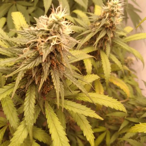 Colômbia kkau  growlog timeline photo