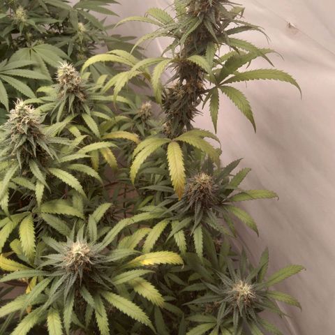 Colômbia kkau  growlog timeline photo