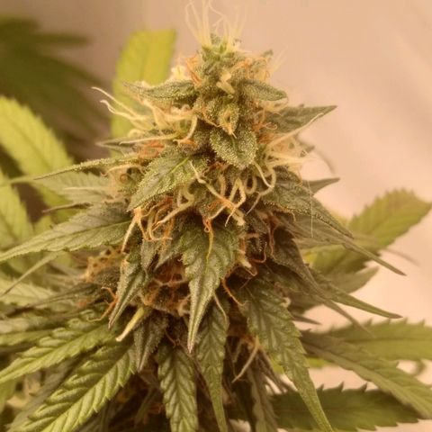 Colômbia kkau  growlog timeline photo