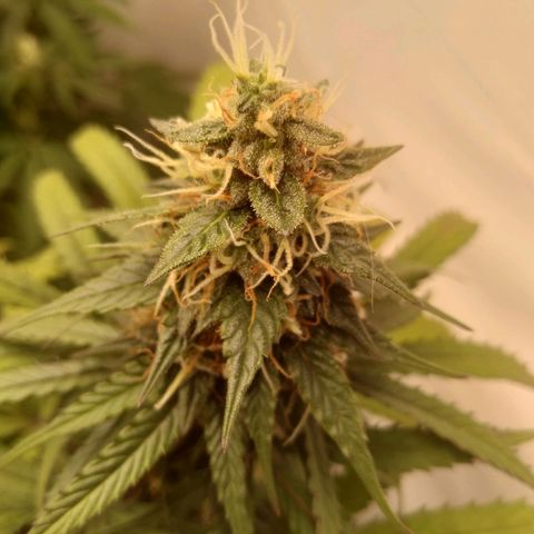 Colômbia kkau  growlog timeline photo