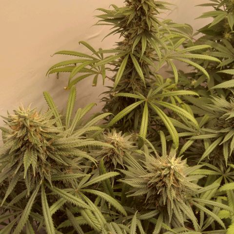 Strawberry banana kush  growlog timeline photo