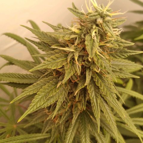 Strawberry banana kush  growlog timeline photo