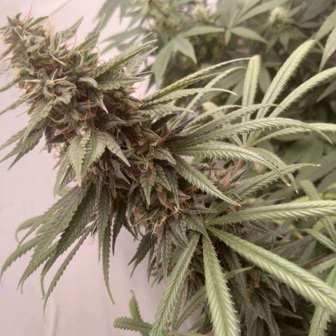 Strawberry banana kush  growlog timeline photo